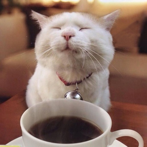 cat_coffee.jpg