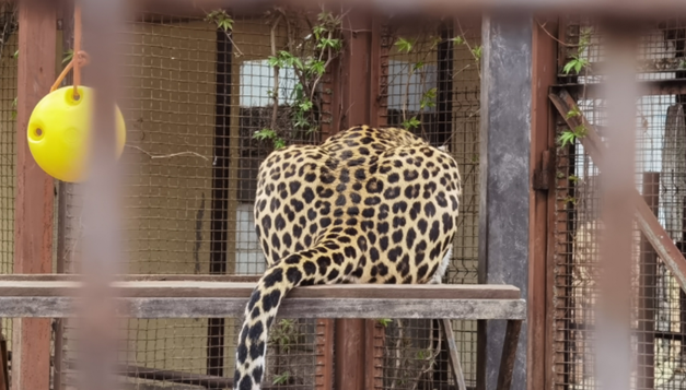 Jag.png