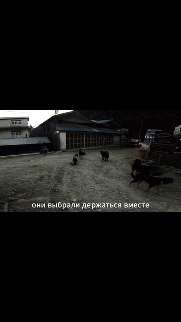 rutube.ru